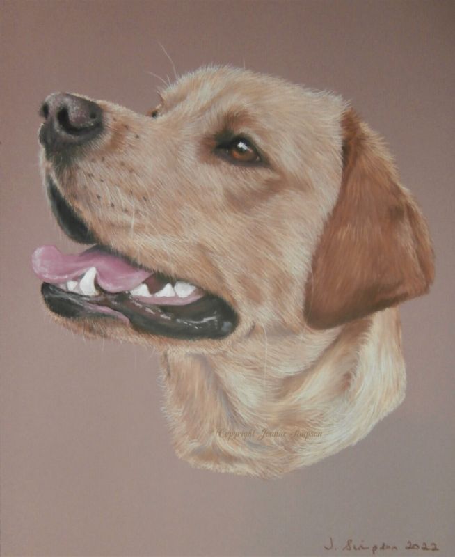Golden Labrador portrait